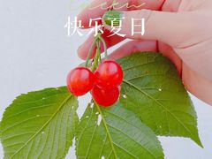 -苏州太湖西山岛开心农场