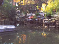 0312白鸽弄影舞金秋-兴福禅寺