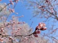 -桃花堤公园