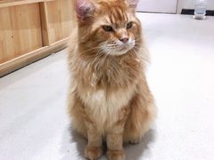 -藏猫猫咖啡主题馆(中央大道店)