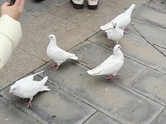 -天津妈祖文化园