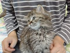 -瑞派动物医院·猫专科·至诚(江南中分院)