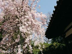 -西安青龙寺遗址景区