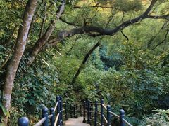 -银湖山郊野公园-相思林