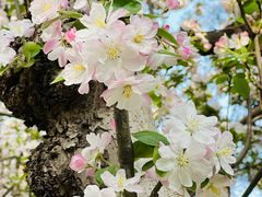 -海棠花溪(元大都城垣遗址公园)