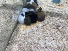 -龟与熊猫宠物公园(南坪店)