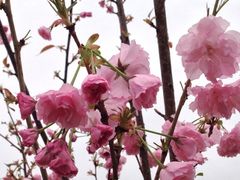 iphone_upload_pic-天适樱花悠乐园