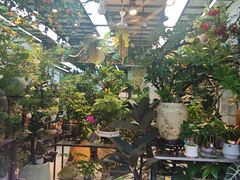 -溪岸路花鸟市场