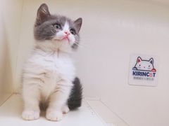 -十年猫舍·猫咪专门店(普陀店)