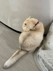 -B.Bridge Couture婚纱礼服(福田店)