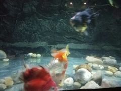 -苏州海洋馆