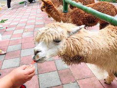 -贵州森林野生动物园