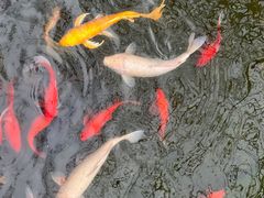 -九尺赵老四鲜鹅肠火锅