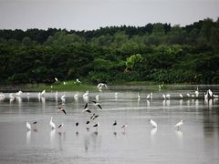 -大湾区中央湿地公园
