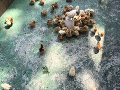 -前小桔亲子创意农场·草莓采摘·露营烧烤