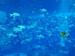 -亚特兰蒂斯•OSSIANO奥西亚诺海底餐厅