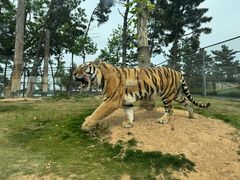 -西霞口神雕山野生动物世界