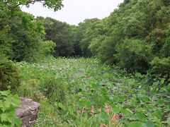 -上海海湾国家森林公园