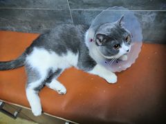 -美联众合宠物医院·爱萌分院·内外科·猫科中心