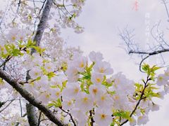 -高东镇樱花园