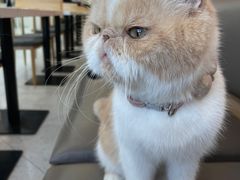 -喵园·猫主题咖啡厅·撸猫·猫咖(国贸店)