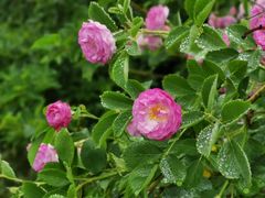 -青岛海景花园大酒店·白果树餐厅青岛菜