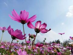 -二沙岛艺术公园