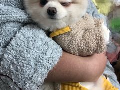 -BABIT巴比特宠物(MOMOPARK店)