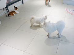 -怪兽屋·羊驼·猫咖·狗咖(俊华广场店)