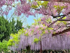 -嘉定紫藤园