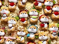 -柴犬高等学院·狗咖·柴犬售卖·宠物训练