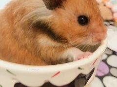 -钓仓鼠(洋桥北里小区店)