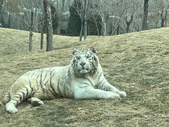 -北京野生动物园
