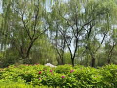 -洛阳市隋唐城遗址植物园