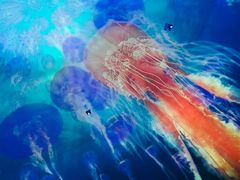 -烟台海昌鲸鲨海洋公园