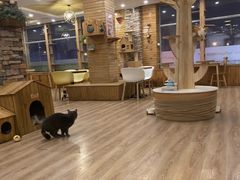 -猫的茶·猫咖