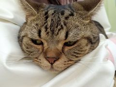 -瑞鹏宠物医院·夜间急症·心超·猫科(祖庙分店)