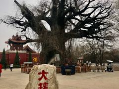 -大槐树寻根祭祖园