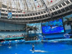 -海合安成都极地海洋公园