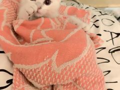 -东方名猫馆·英短金渐层布偶猫舍(环线广场1号楼店)