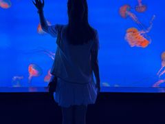 -合肥海洋世界