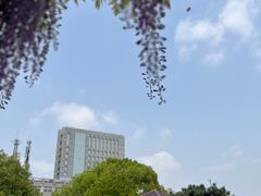 -嘉定紫藤园