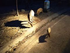 -清迈夜间动物园