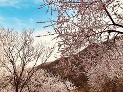 -香山公园