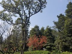 -秀丽东方