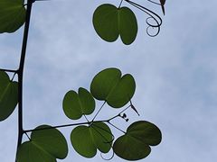 -深圳仙湖植物园