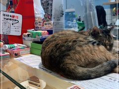 -猫的天空之城概念书店(杭州南宋御街店)