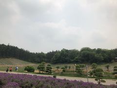-大塘金香草谷