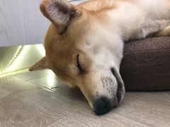 -浣熊柯尔鸭土拨鼠·电玩咖