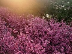 -福建鲤鱼洲酒店